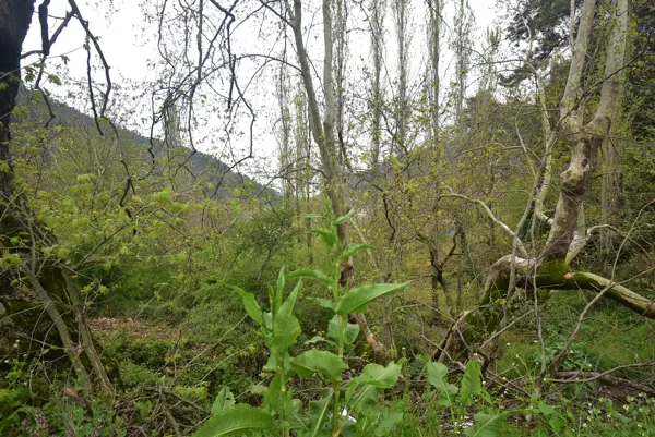 Bayındır' ın Hisarlık Köyünde, 901 m2 Satılık Bahçe